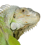 SeoSamba WordPress Enterprise logo